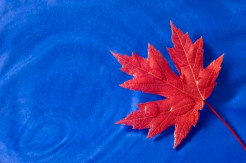 Red Maple Leaf Floating On Blue Stock Photos