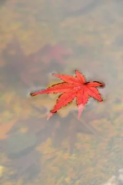 A red maple leaf floating on water.   Kyoto Stock Photos
