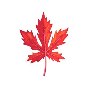 Red maple leaf foliage embodies autumn fiery hues, 스톡 일러스트