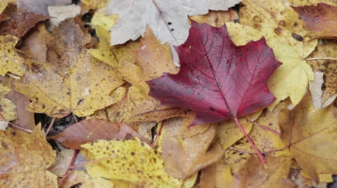 Red maple leaf Stock Footage 22770537
