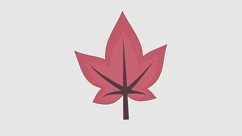 Red maple leaf 스톡 동영상 337352754