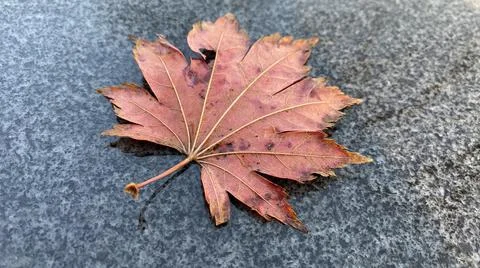Red maple leaf on granite surface Stock Photos