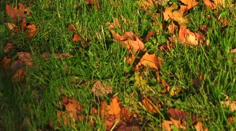 Red maple leaf on the grass. Stock Footage 42446298