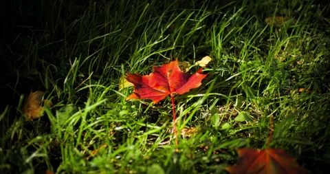 Red maple leaf in grass Stock Footage 318797564