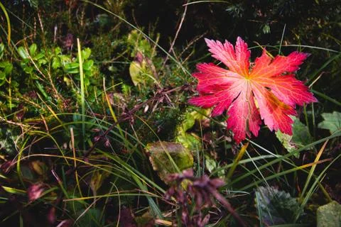 Red maple leaf in grass 库存照片