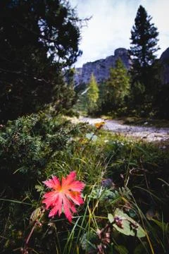 Red maple leaf in grass Stock Photos