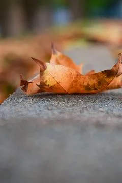 A red maple leaf on a gray stone. autumn Stock Photos