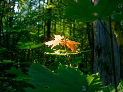 Red maple leaf in green forest Stock-Fotos