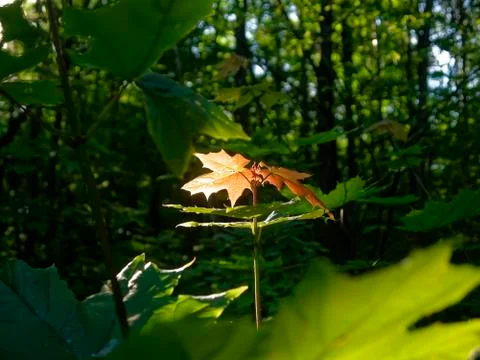 Red maple leaf in green forest Stock Photos