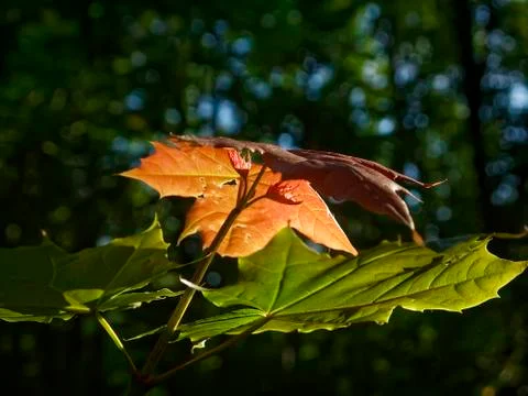 Red maple leaf in green forest 写真素材