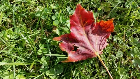 Red maple leaf on green grass autumn macro background video Stock Footage 320832298