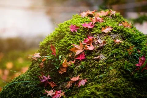 Red maple leaf on green grass stone Stock Photos