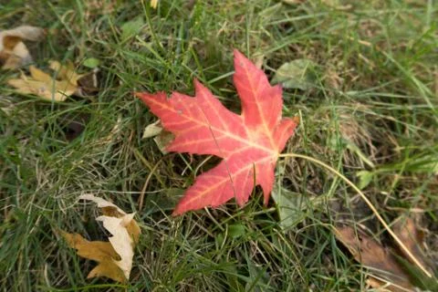 Red maple leaf on green grass Foto stock