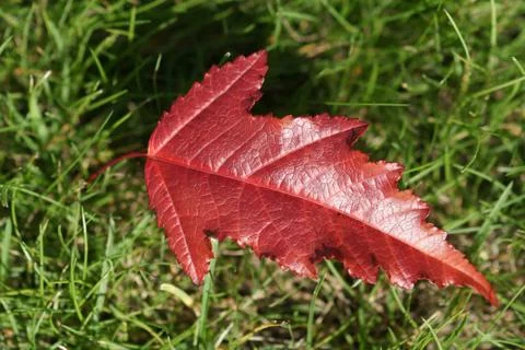 Red maple leaf on green grass Stock Photos