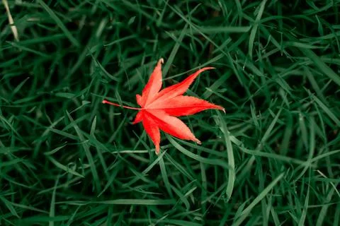 Red maple leaf on green grass Stock Photos