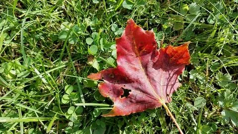 Red maple leaf on green grass autumn macro background video Stockfoto's