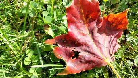 Red maple leaf on green grass autumn macro background video Stockfoto's