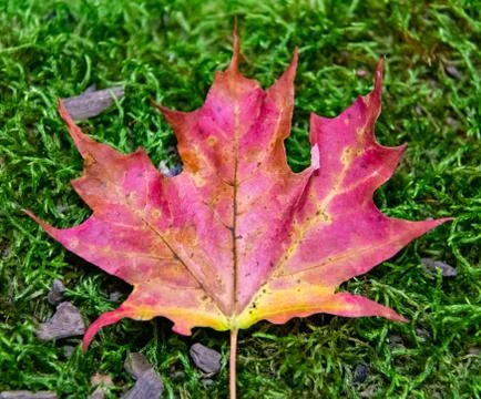 Red maple leaf on green moss Stock Photos