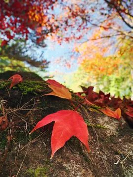 Red maple leaf on green moss Stock Photos
