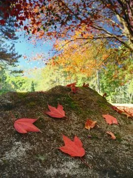 Red maple leaf on green moss Chiangmai Thailand 스톡 사진