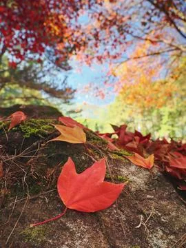 Red maple leaf on green moss Chiangmai Thailand Photos