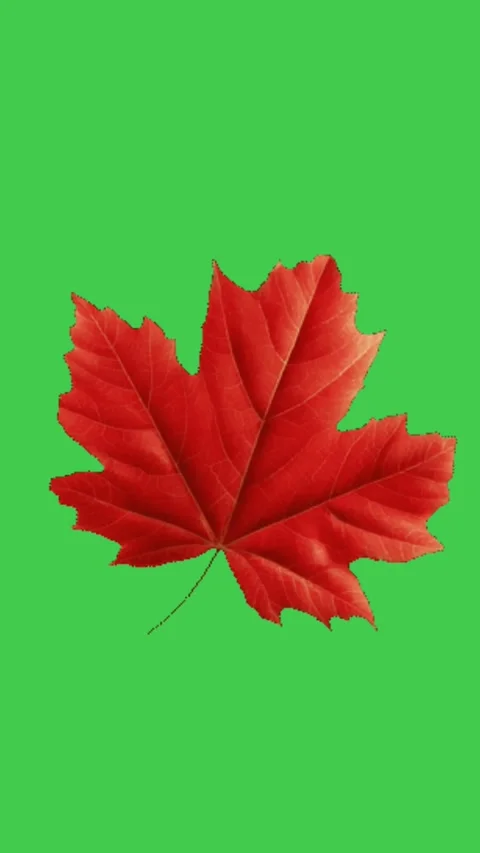 Red Maple Leaf Green Screen Vertical Motion Stockbeeldmateriaal 344764878
