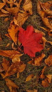 Red maple leaf on the ground during autumn in Stromovka Park Stock Photos
