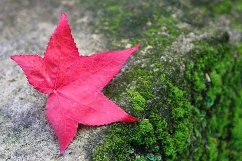 Red maple leaf on ground Foto stock