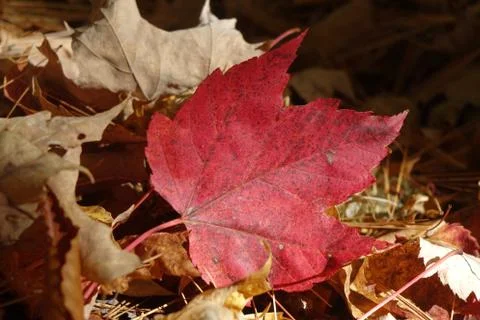 A Red Maple Leaf on the ground Stock Photos