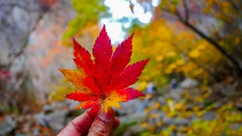 Red maple leaf on hand during Autumn season. Stock Photos