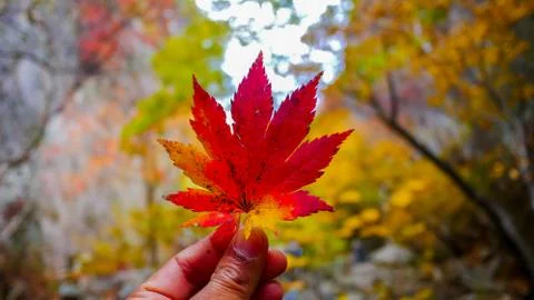 Red maple leaf on hand during Autumn season. Stock Photos