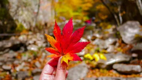 Red maple leaf on hand during Autumn season. Foto stock