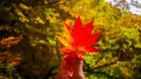 Red maple leaf on hand during Autumn season. Stock Photos