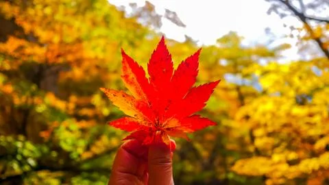 Red maple leaf on hand during Autumn season. Stock Photos