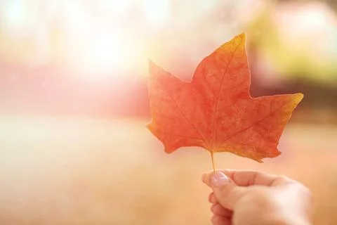 Red maple leaf in hand with light blur background for your text Foto stock