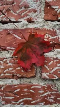 Red maple leaf hanging on a brick wall. Vertical mobile photo Stock Photos