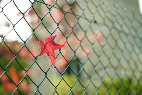 Red maple leaf hanging on wire fence on sunny day; blurred building background Fotos de archivo