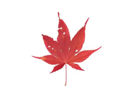 Red maple leaf has holes of worm eating. Leaf with holes eaten by pests. Stock-Fotos