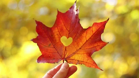 Red maple leaf with a heart-shaped hole cut out, close-up Stock Footage 289549952