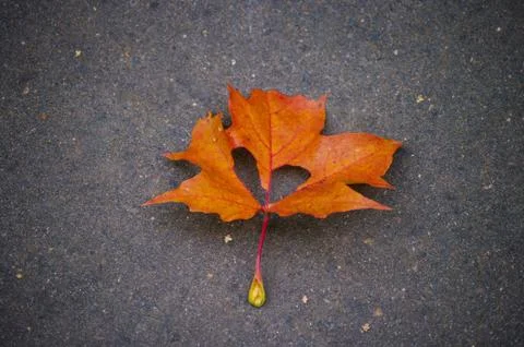 Red maple leaf with heart shaped hole lays on dark asphalt road. Autumn seaso Stock Photos