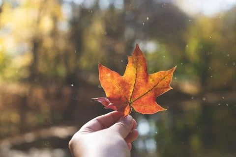 A red maple leaf is held by a hand against the background of a cozy autumn Stock Photos