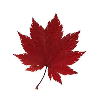 Red maple leaf herbarium 스톡 일러스트
