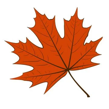 Red maple leaf Stock Illustration