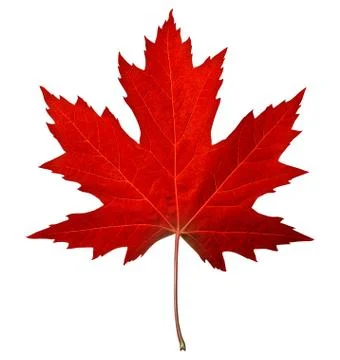 Red maple leaf Illustrazione stock