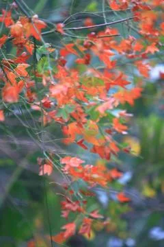 Red maple leaf isolated background  Autumn  picture Stock Photos