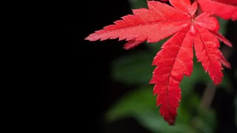 Red Maple Leaf Isolated on Nature Background with Space Stockfoto's