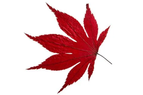 Red maple leaf isolated Foto stock