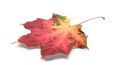 Red maple leaf isolated on white background as autumn banner template page de Stock Photos