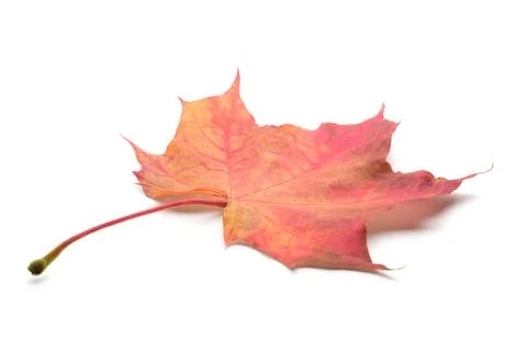 Red maple leaf isolated on white background as autumn banner template page de Stock Photos