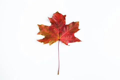 Red maple leaf isolated on white background. Autumn fallen leaves. Stock Photos